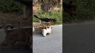 Tibetanmastiff Puppy irritating shitzu 😢😢 shorts viral trending dogs viralvideos [upl. by Annahsal]