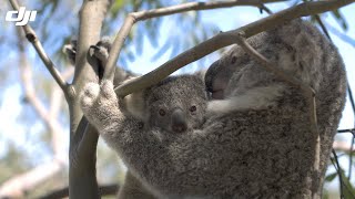 DJI Stories  Counting Koalas [upl. by Acireed975]