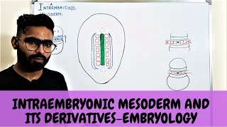 INTRAEMBRYONIC MESODERM AND ITS DERIVATIVES  EMBRYOLOGY [upl. by Aimat]