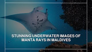 Stunning underwater images of manta rays in Maldives [upl. by Land525]