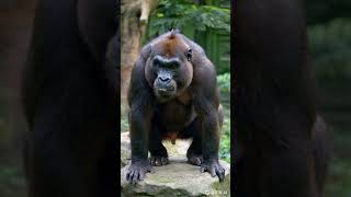 LARGEST Gorilla Found in Congo  Silverback Gorilla Beating Chest [upl. by Gilpin]