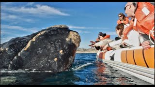 Excursión a la Península Valdés Avistaje de ballenas Puerto Madryn Patagonia Argentina Vlog [upl. by Anomor79]