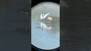 A Tricolored Heron amp an American White Ibis have a quick scuffle while a Snowy Egret lands shorts [upl. by Edette]