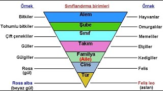 SİSTEMATİK BİRİMLER VE TÜR KAVRAMI [upl. by Bradlee47]