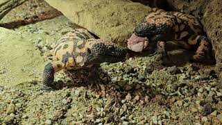 Gila monster Feeding [upl. by Appilihp]