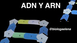 ADN y ARN  Biología  Conceptos Básicos  Biomoléculas  Macromolécula [upl. by Philina]