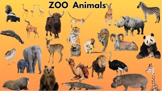 Master Zoo Animals Vocabulary  Zoo Animals for Kids [upl. by Bahner806]