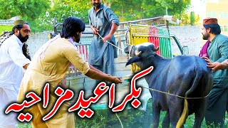 Bakra Eid Special Funny Video By PK TV Vines 2024  PK TV [upl. by Elletnahc]