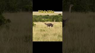 When in Africa Safari safari africa [upl. by Ethan]