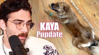 Hasan Takes Kaya To The Vet  HasanAbi Reacts [upl. by Inahteb]