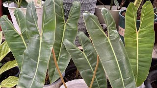 Philodendron Billietiae Propagation [upl. by Diarmid416]