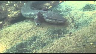 Mudpuppy Salamander  Western PA [upl. by Nemhauser870]