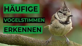 5 häufige Vogelstimmen lernen [upl. by Klinger980]