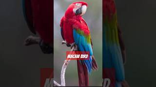 Look at this huge Macaw bird macaw birdviralshorts ytshorts [upl. by Netniuq]