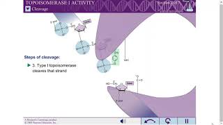 TOPOISOMERASE I ACTIVITY [upl. by Photima296]