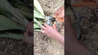 how to report plants repotting plants garden gardening [upl. by Barra450]