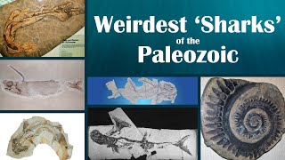 Weirdest quotSharksquot of the Paleozoic [upl. by Yenruoj]