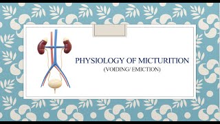 Physiology of Micturition [upl. by Collen]