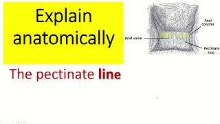 Explain anatomically the pectinate line [upl. by Seiden783]