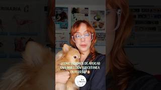 COMO APLICAR UNA INYECCION SUBCUTANEA veterinaria tips veterinarios [upl. by Adnarahs]