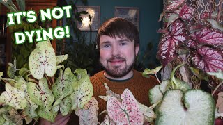 Caladium Winter Care Updated  Caladium Plant Haul amp Buying Tips 6 Varieties [upl. by Oelak]