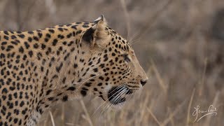 Leopard Sighting at Sariska [upl. by Fuller]