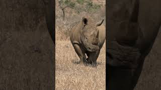 How Rhinos Mark Their Territory and Defend It Amazing Wildlife Behaviour  The Wild Wonder [upl. by Nerha]