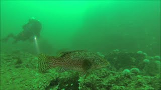 St Andre wreck dive The Farnes [upl. by Koffler]