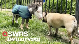 Smallest horse in world abandoned by his mother now lives indoors and has three dog friends  SWNS [upl. by Miculek520]