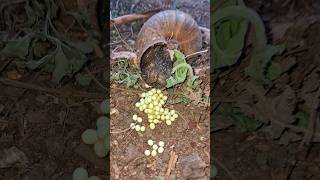 indiangiantsnail rescue and releases Snail breeding Eggs [upl. by Miranda855]