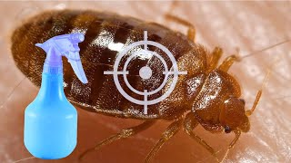 The Best Homemade Bed Bug Spray Recipe [upl. by Rici]