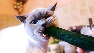 Cat vs cucumber  funny cats compilation [upl. by Aneleve]