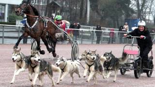 Husky gegen Pferd  TrabrennbahnRennen [upl. by Akirdnwahs]