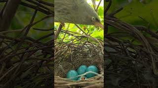 Jungle babbler eggs [upl. by Yatnohs]