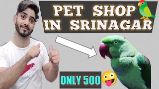 PET SHOP IN SRINAGAR  SULTAN PET SHOP SAIDA KADAL LOCATION ELEXANDER PARROT RINGNECK PARROT ETC [upl. by Yaned]