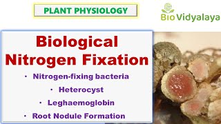 Biological Nitrogen Fixation  Heterocyst and Leghemoglobin  CSIR NET [upl. by Amalita]