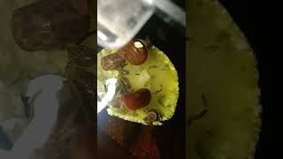 Ostracods and snails eating a zucchini [upl. by Hajan]