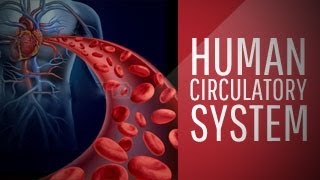 Human Circulatory System  Class 7 Science [upl. by Akihsay]