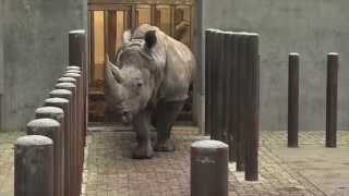 De neushoorns gaan frisse lucht halen  Burgers Zoo Natuurlijk  Arnhem [upl. by Garrity]