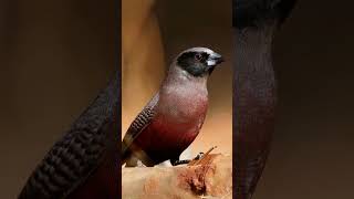 The Quirky BlackFaced Waxbill A Unique Bird in Red Attire birds [upl. by Chari]