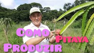 Como produzir pitaya  dicas de cultivo [upl. by Kerns37]