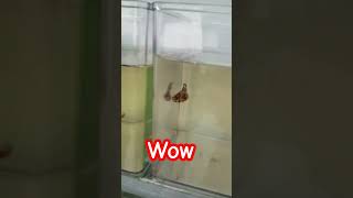 Betta Fish Eating Food bettafish shorts aquarium [upl. by Inami]