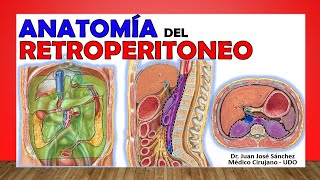 🥇 Anatomía del RETROPERITONEO Límites Contenido ¡Fácil Explicación [upl. by Newberry]