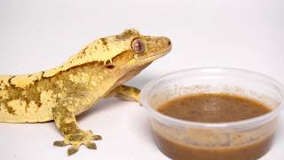 Thinking about Getting a Crested Gecko WATCH THIS FIRST [upl. by Hgielrebma]