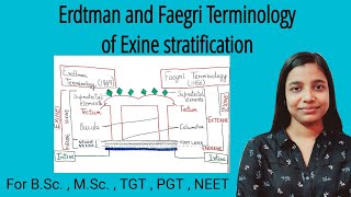 Structure of pollen grain  Erdtman and Faegri terminology  Sporoderm stratification BSc  MSc [upl. by Eiddal]