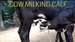 Cow milking calf  Calf drinking milk from Cow  women milking cow with calf Village life [upl. by Amilb]