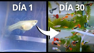 30 Días Después La Evolución de este Criadero de Peces Guppys [upl. by Bhayani]