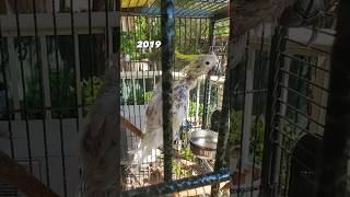 Proof that Psittacine Beak and Feather Disease isn’t always a death sentence ⭐️ cockatoo pbfd [upl. by Yeslek]