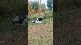 We are chewing cudnew calf cow viral [upl. by Owades412]