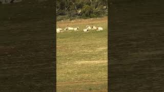 Addax Monarto Safari [upl. by Cherida]